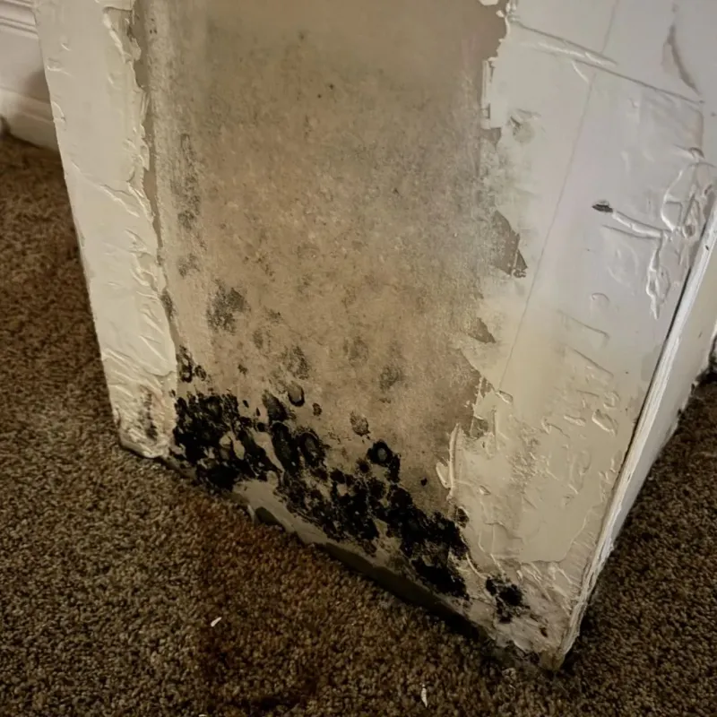 Professional Mold Removal in Milford, DE